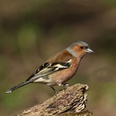 Képek Finch (Finch) pinty képek