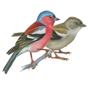 Képek Finch (Finch kép) pinty képek