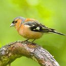 Képek Finch (Finch kép) pinty képek