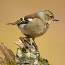 Képek Finch (Finch) pinty képek