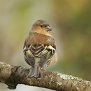 Képek Finch (Finch kép) pinty képek
