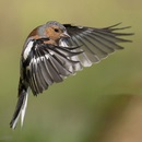Képek Finch (Finch) pinty képek