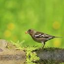 Képek Finch (Finch kép) pinty képek