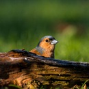 Képek Finch (Finch kép) pinty képek