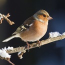 Finch (képek); pinty képek
