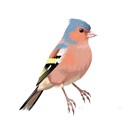 Képek Finch (Finch kép) pinty képek