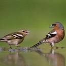 Finch (képek); pinty képek