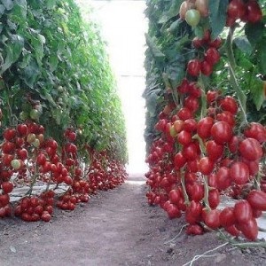 Miért álom a piros és zöld paradicsom - álom könyv azt sugallja, ami megakadályozza az alvás (mi álmok paradicsom) Miért álom a piros és zöld paradicsom - álom könyv arról szól, egy álom figyelmeztet