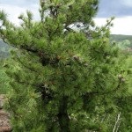 Cedar leírás, típusok, alkalmazások, érdekes tényeket (fotó) (cédrus) Cedar leírás, típusok, alkalmazások, érdekes tények (fotók)