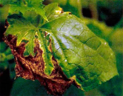 Cladosporium uborka