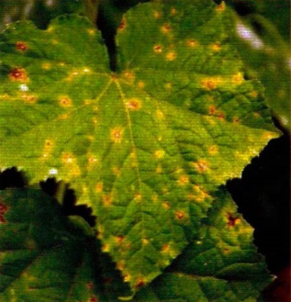 Cladosporium uborka