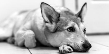 Atka a kutya jelek, tünetek és a kezelés harapás