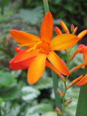 Gumós klubnelukovichnye és kerti virágok és növények évelő fényképe és neve