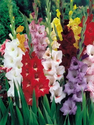Gumós klubnelukovichnye és kerti virágok és növények évelő fényképe és neve