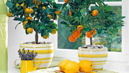 Beltéri citrom - problémák a termesztés, tenyésztés