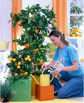 Beltéri citrom - problémák a termesztés, tenyésztés