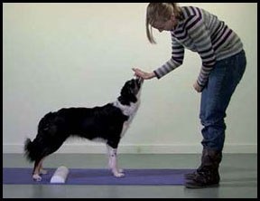 Átfogó testedzés kutyák egyensúlyt, erőt és kitartást a kutya