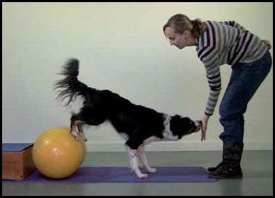 Átfogó testedzés kutyák egyensúlyt, erőt és kitartást a kutya