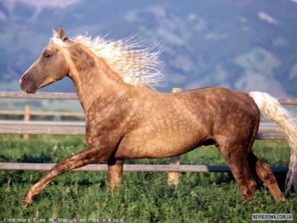 A ló, mint egy szimbólum (18 fotó) - nevsedoma - az élet tele van szórakoztató