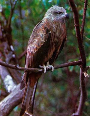 Kite, vörös kánya, madár kite, az állatok (madarak) Kite, vörös kánya, kite madár, állatok