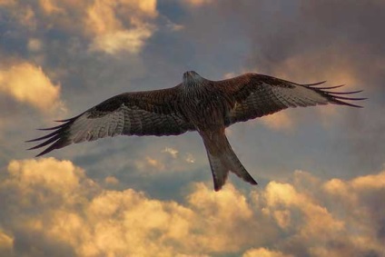Kite, vörös kánya, madár kite, az állatok (piros) Kite, vörös kánya, kite madár, állatok