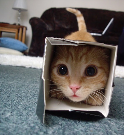 Macska a dobozban, vagy miért a macskák annyira szereti dobozok értékelések okostelefonok, játékok android és a PC