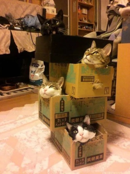 Macska a dobozban, vagy miért a macskák annyira szereti dobozok értékelések okostelefonok, játékok android és a PC