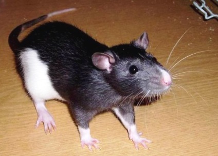 Rats - a tökéletes háziállat