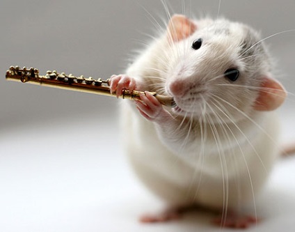 Rats - a tökéletes háziállat