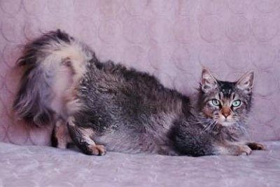 Göndör Cat (göndör) göndör macska