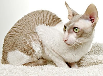Göndör macskák (cat göndör) göndör macska