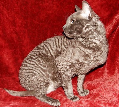 Göndör Cat (göndör) göndör macska