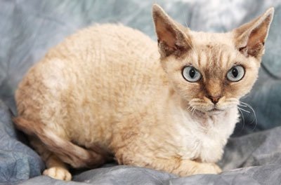 Göndör Cat (göndör) göndör macska