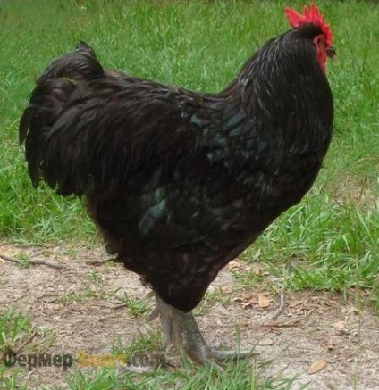 A Jersey óriás csirkék fontos jellemzői fajta tartalom