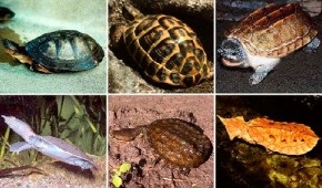 Чи кусаються черепахи красноухие, водні та сухопутні
