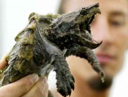 Чи кусаються черепахи зміст черепах вдома - догляд, годування, лікування захворювань