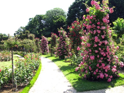 Kertészet rózsafüzért létrehozása fotó stílusok