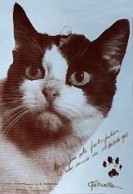 Mancs egy macska alá a súlytalanság űrhajósok dedikált macska - macska szerelmeseinek - Blog
