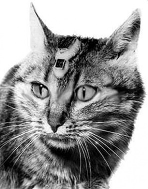 Mancs egy macska alá a súlytalanság űrhajósok dedikált macska - macska szerelmeseinek - Blog