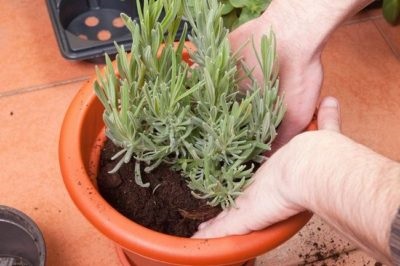 Lavender ellátás és termesztés otthon magról