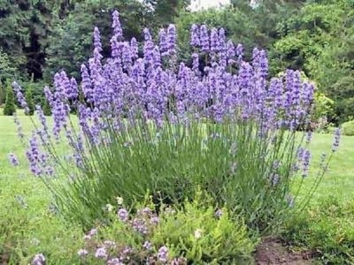 Lavender ellátás és termesztés otthon magról