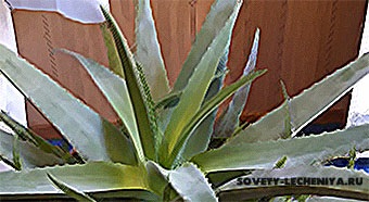 Aloe kezelés, annak előnyös tulajdonságokat és receptek a betegségek kezelésére