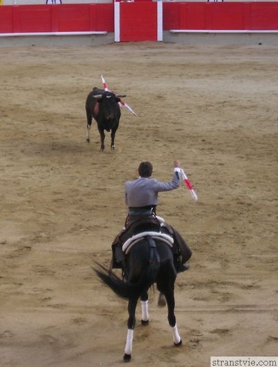bikaviadal ló - helyszínen a lovak