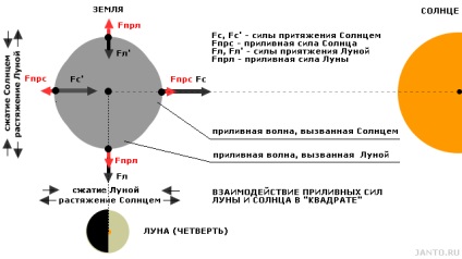 Lunar gravitáció és annak hatását a földre