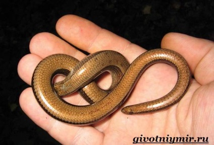 copperhead kígyó