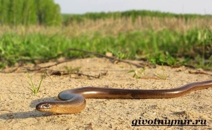 copperhead kígyó