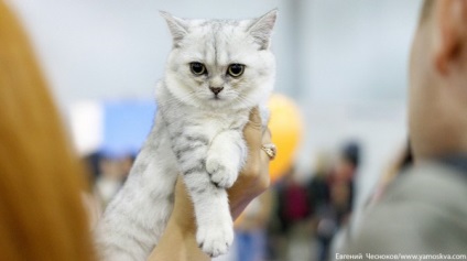 Nemzetközi kiállítás „ketsburg 2017” meghívja rajongók macskák, a tavaszi fesztivál, a főváros