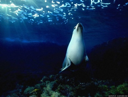 Aranyos pecsétek és oroszlánok - 30 fotó - kép - képek természetes világ (Észak Fur Seal) Aranyos pecsétek és oroszlánok - 30 fotó - kép - képek természetes világ