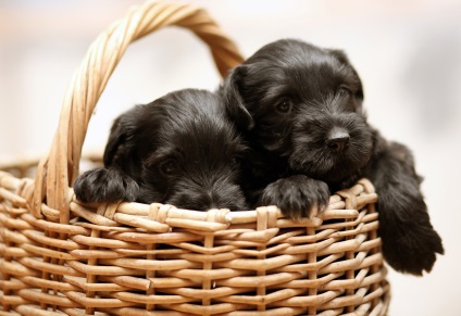 Schnauzer a fotó, leírás és a megjelenés