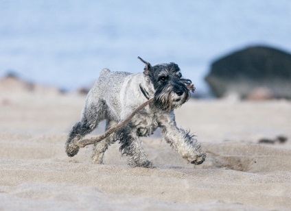 Schnauzer a fotó, leírás és a megjelenés